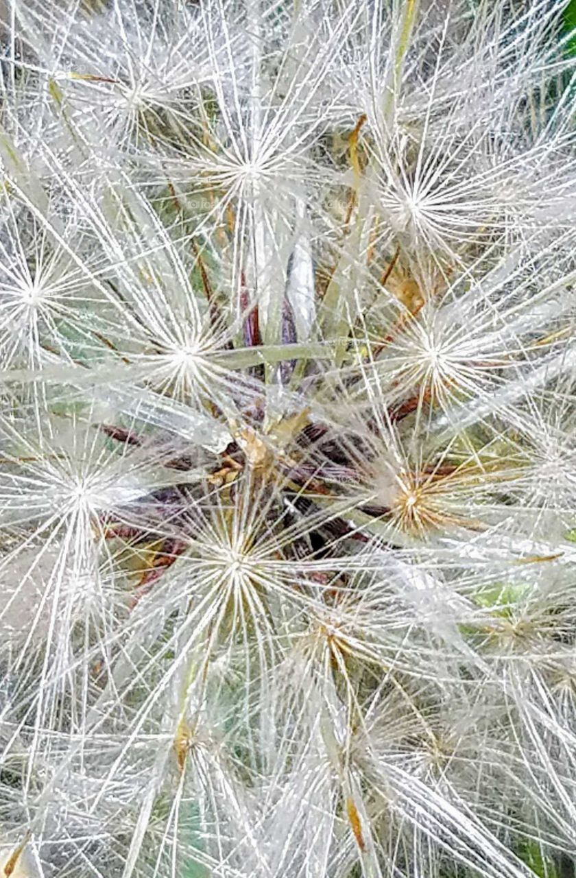 Close-up Dandelion