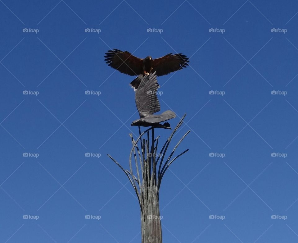 Hawk on Sculpture