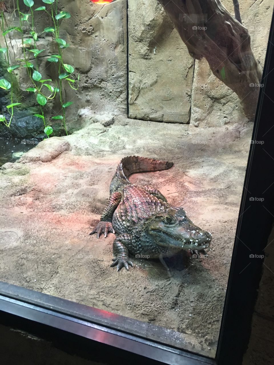 Glad he is behind the glass!