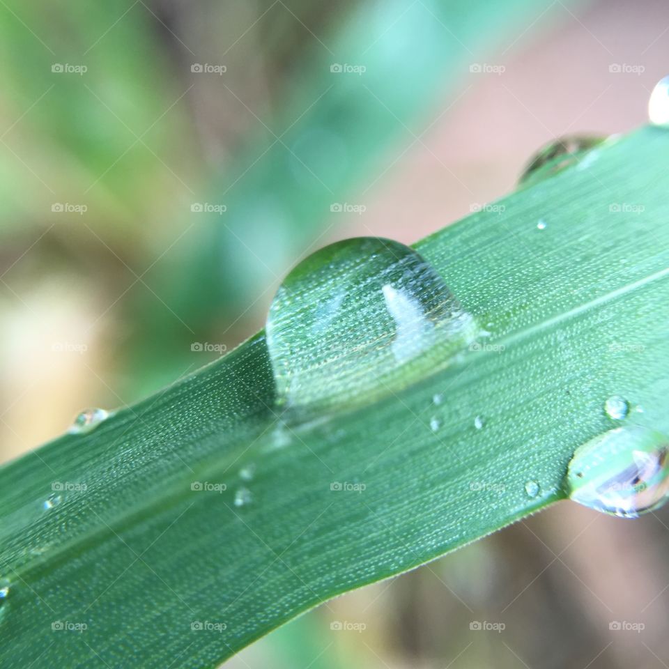 Rain, Leaf, Flora, Dew, Nature