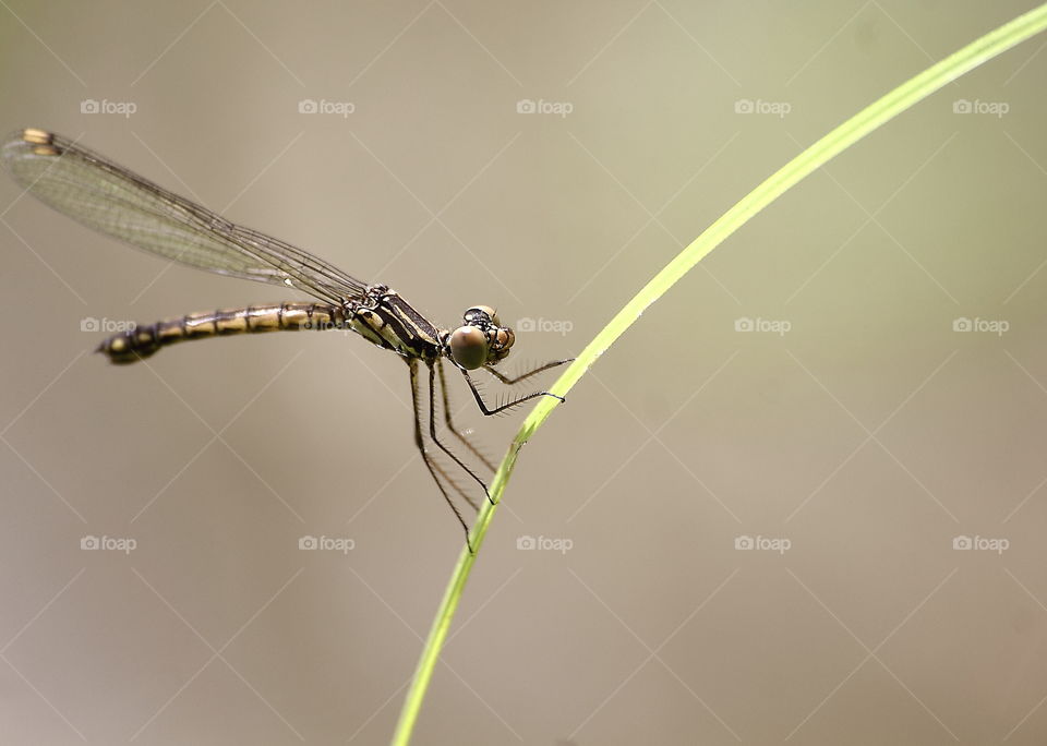 Libellago lineata . Famous English named for this one is Golden gem . Shortly body to perch for the leaf grass at the dryng day near river where's site of its habitat . The body's overall looking for fat , and this's female category of It .