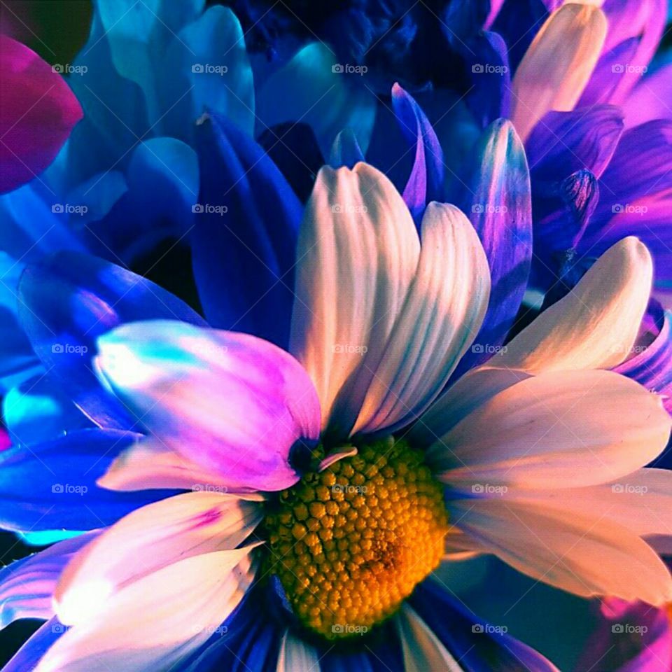 Flower, Nature, Color, Bright, Summer