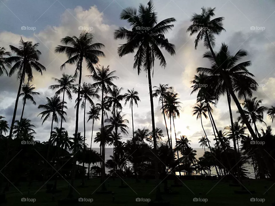 Palm