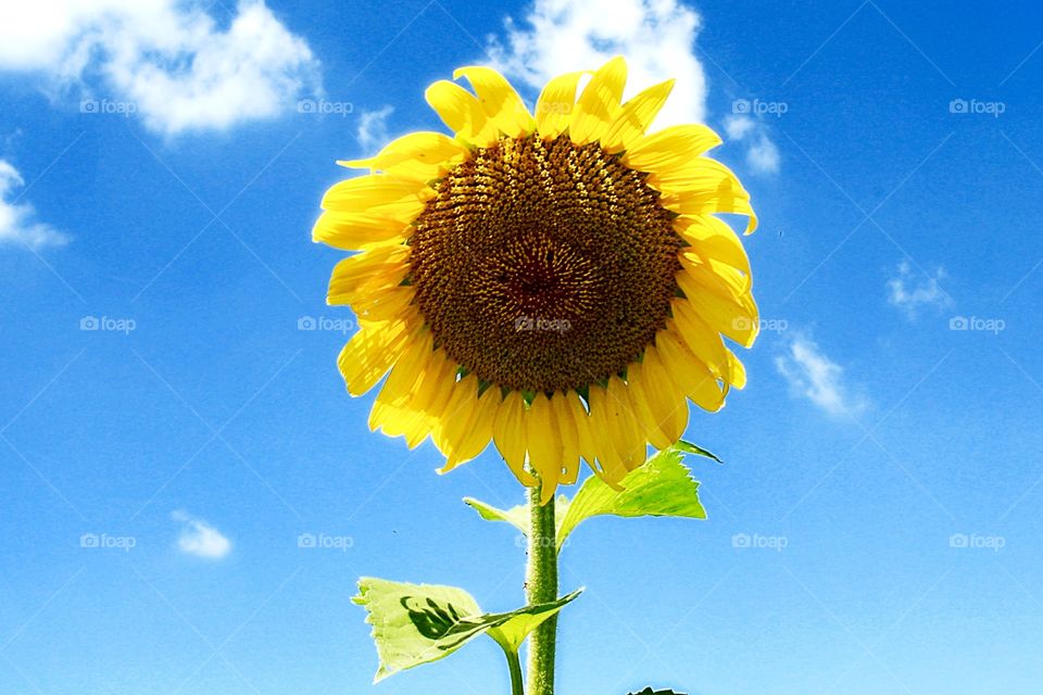 A beautiful giant sunflower in full bloom on a sunny summer day
