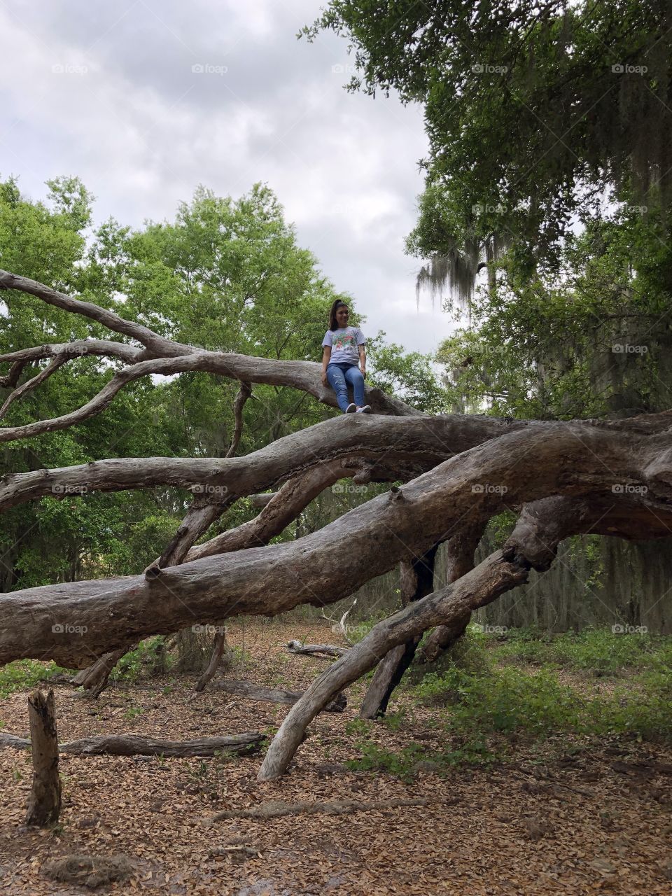 Teen girl  high in huge tree with big branches  and  a green background of trees