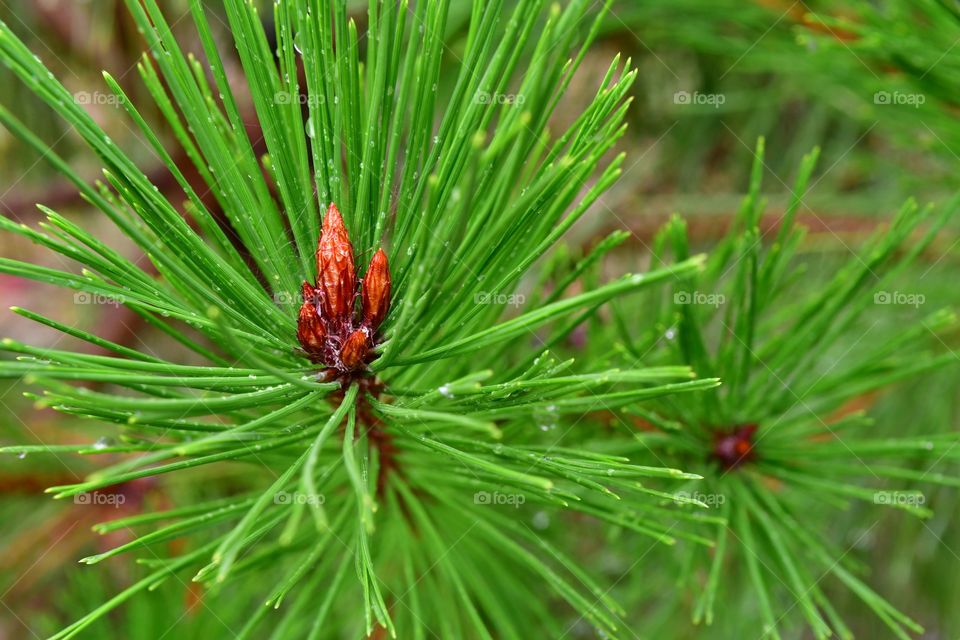 Pine needles