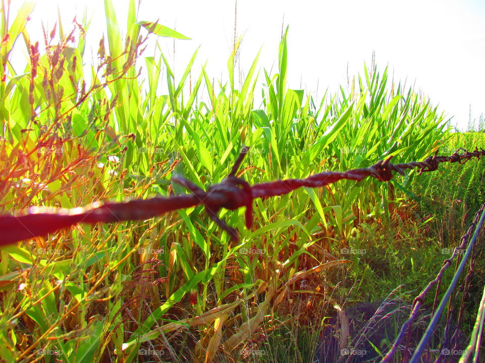Barbed wire with corn stocks 