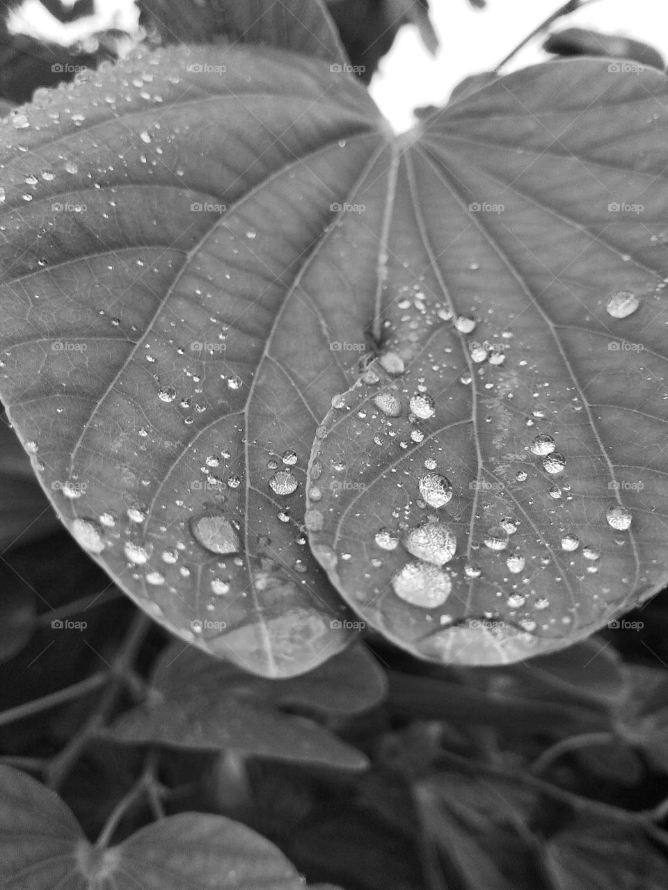 water drop in leaves
