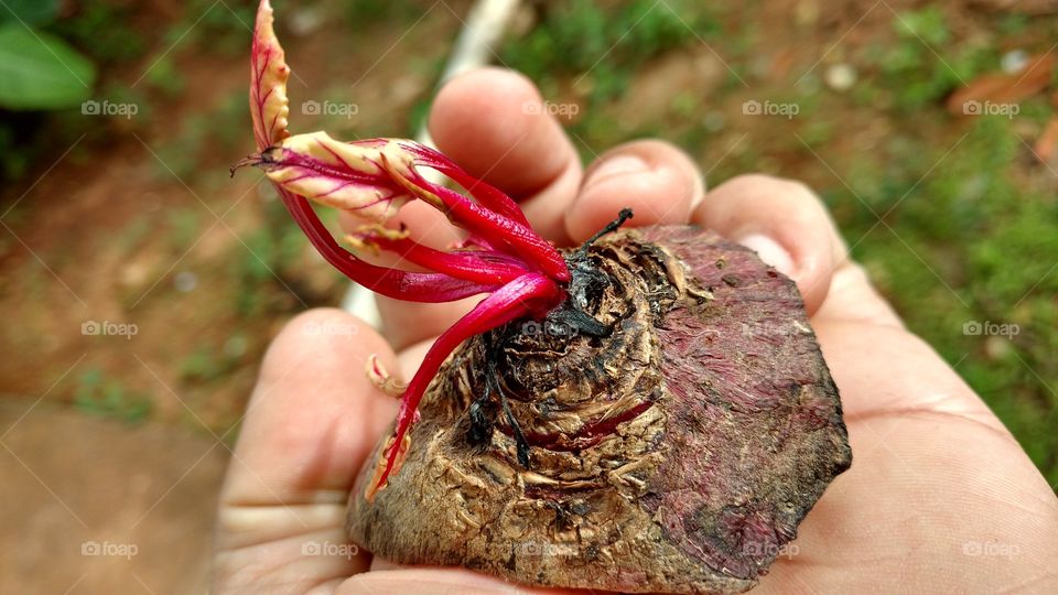 Lindíssimos brotos do pedaço de Beterraba.