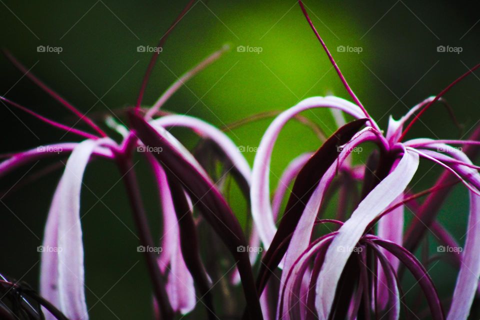 Spider Lilly 