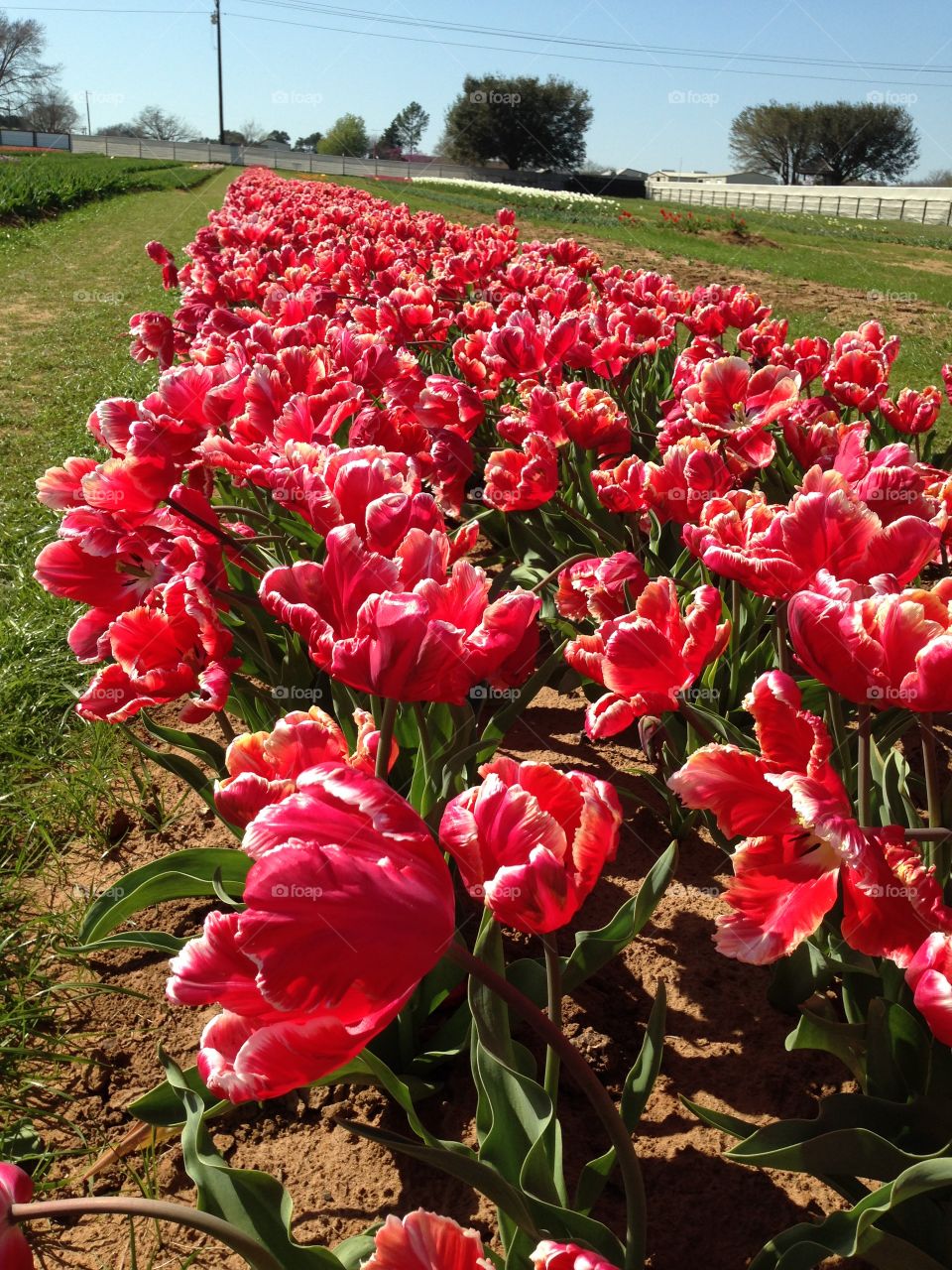 Row of flowers in field