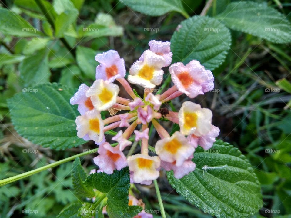flower