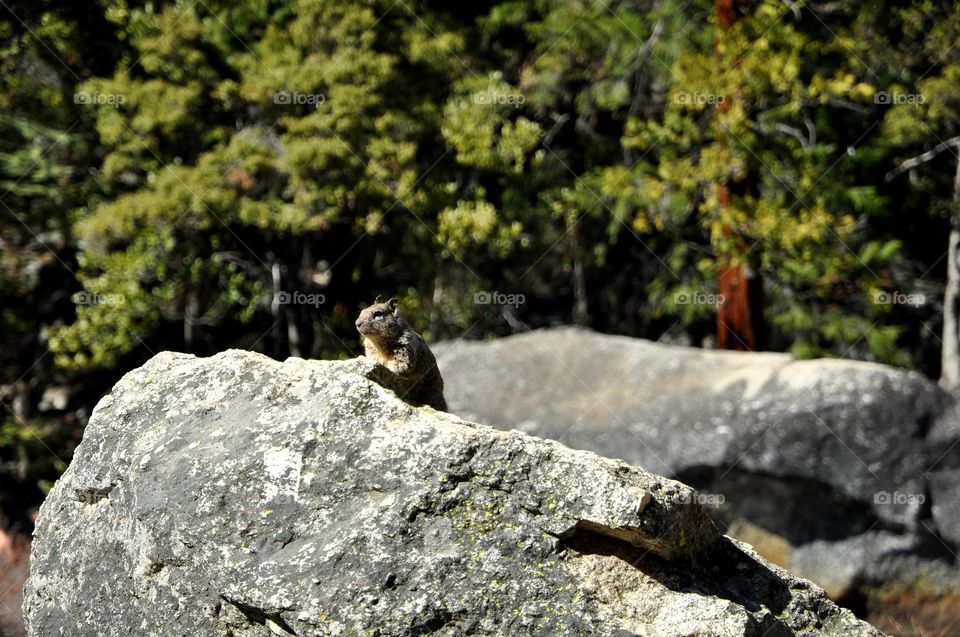 Sunbathing squirrel