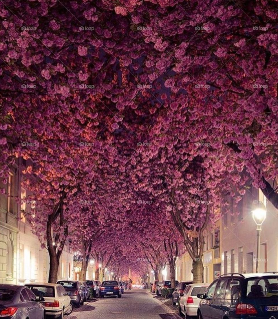 Cherry blossom season 🌸🍒
What an amazing street in Germany