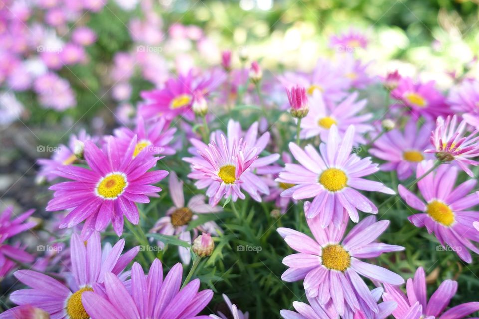 Many pink daisies in the garden.