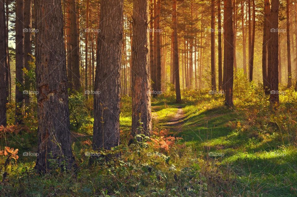 Beautiful forest natural landscape