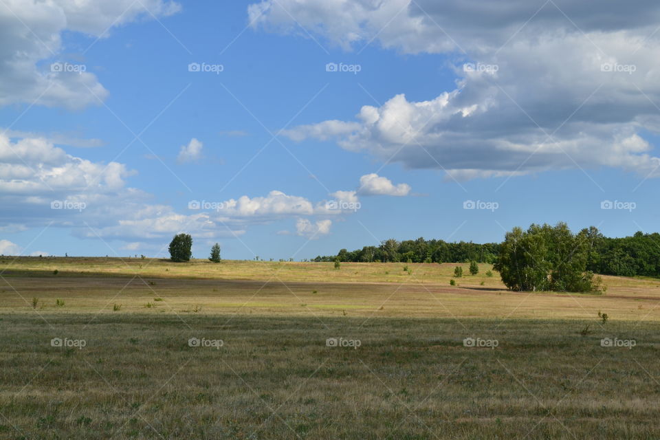 summer field