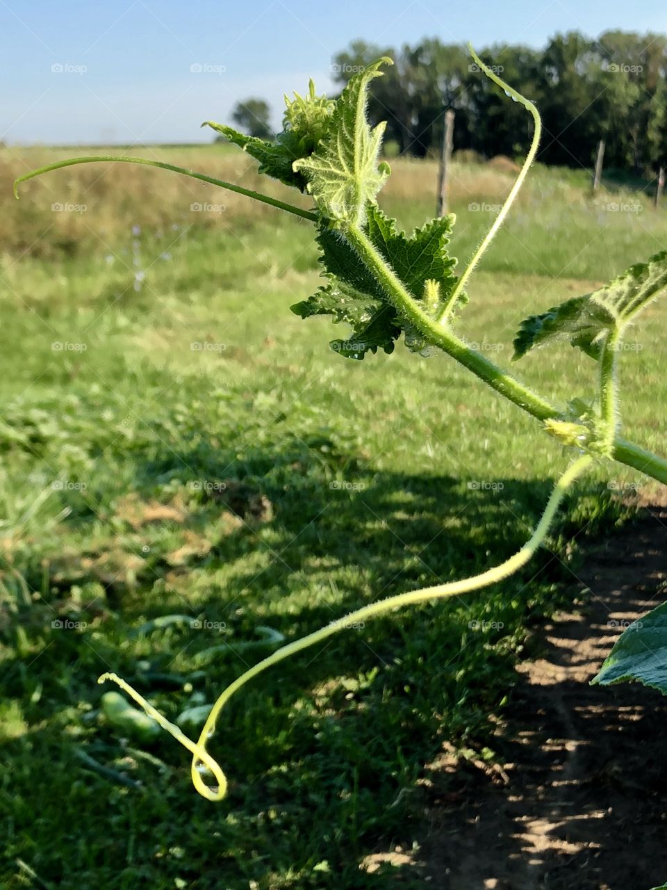 Garden plants