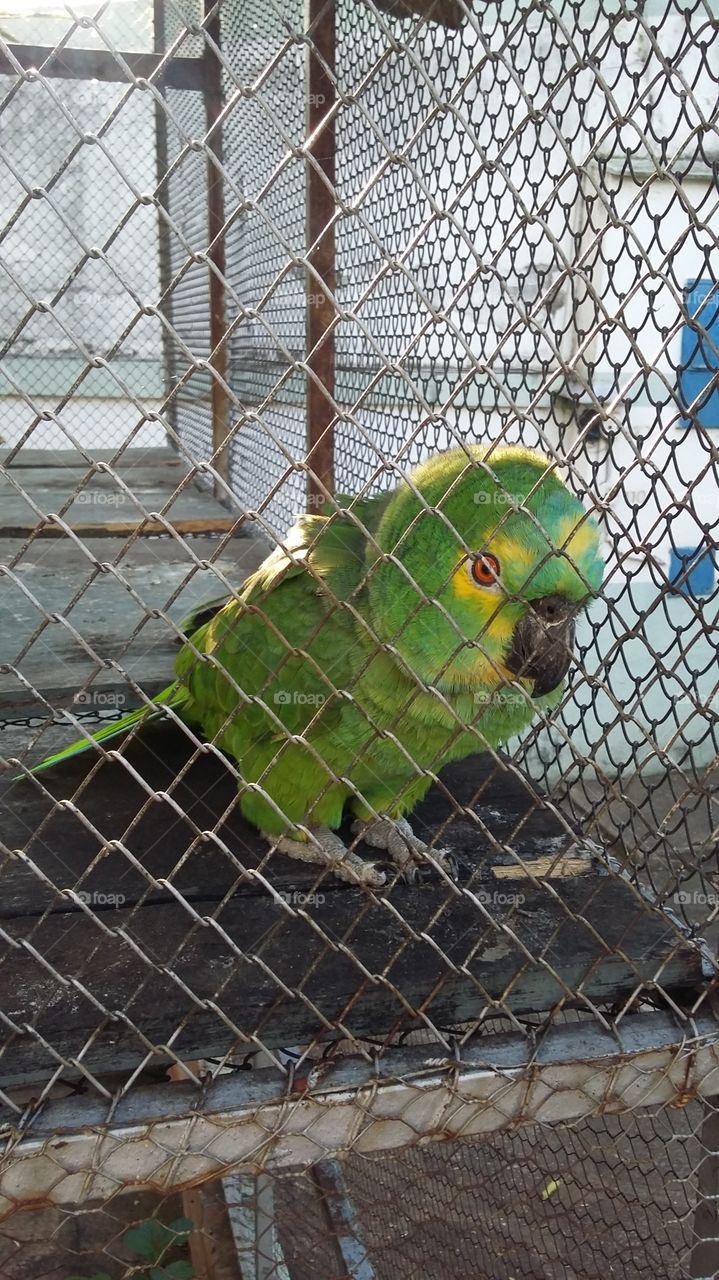 pássaro papagaio