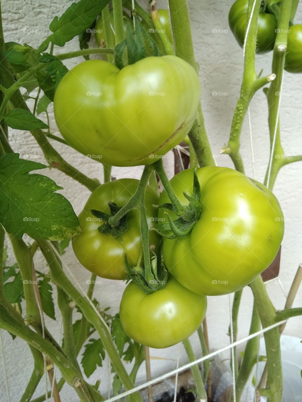 Summer in the Black Forest