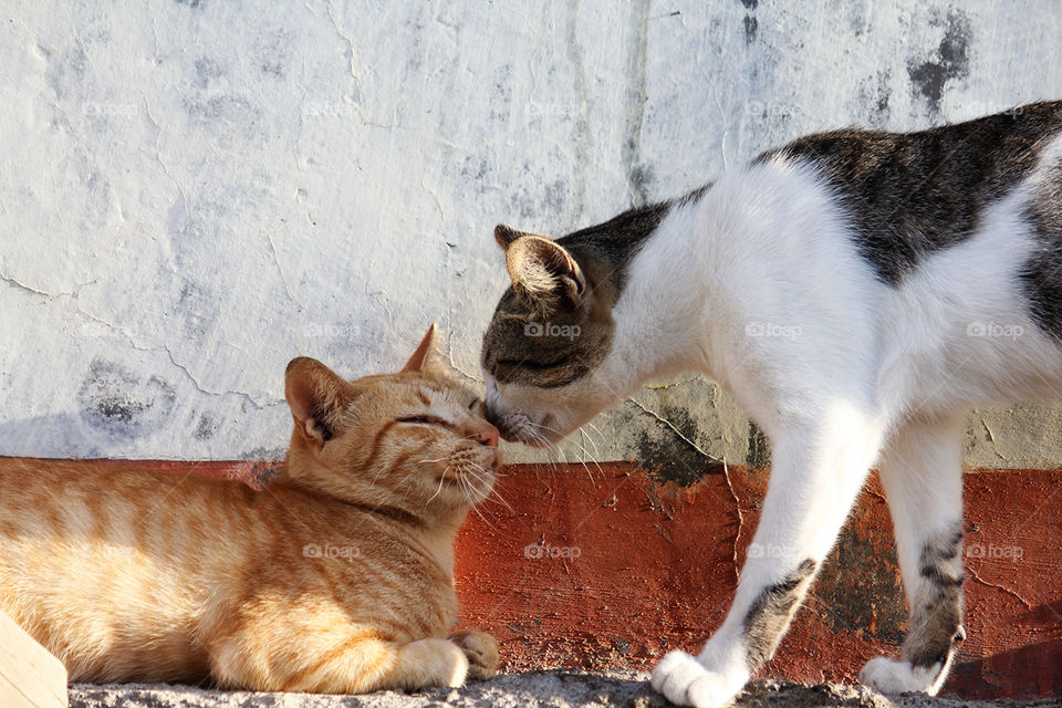 cat kiss me