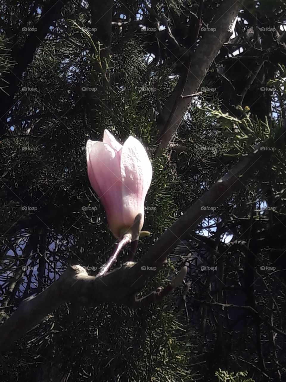 spring flower day outdoor