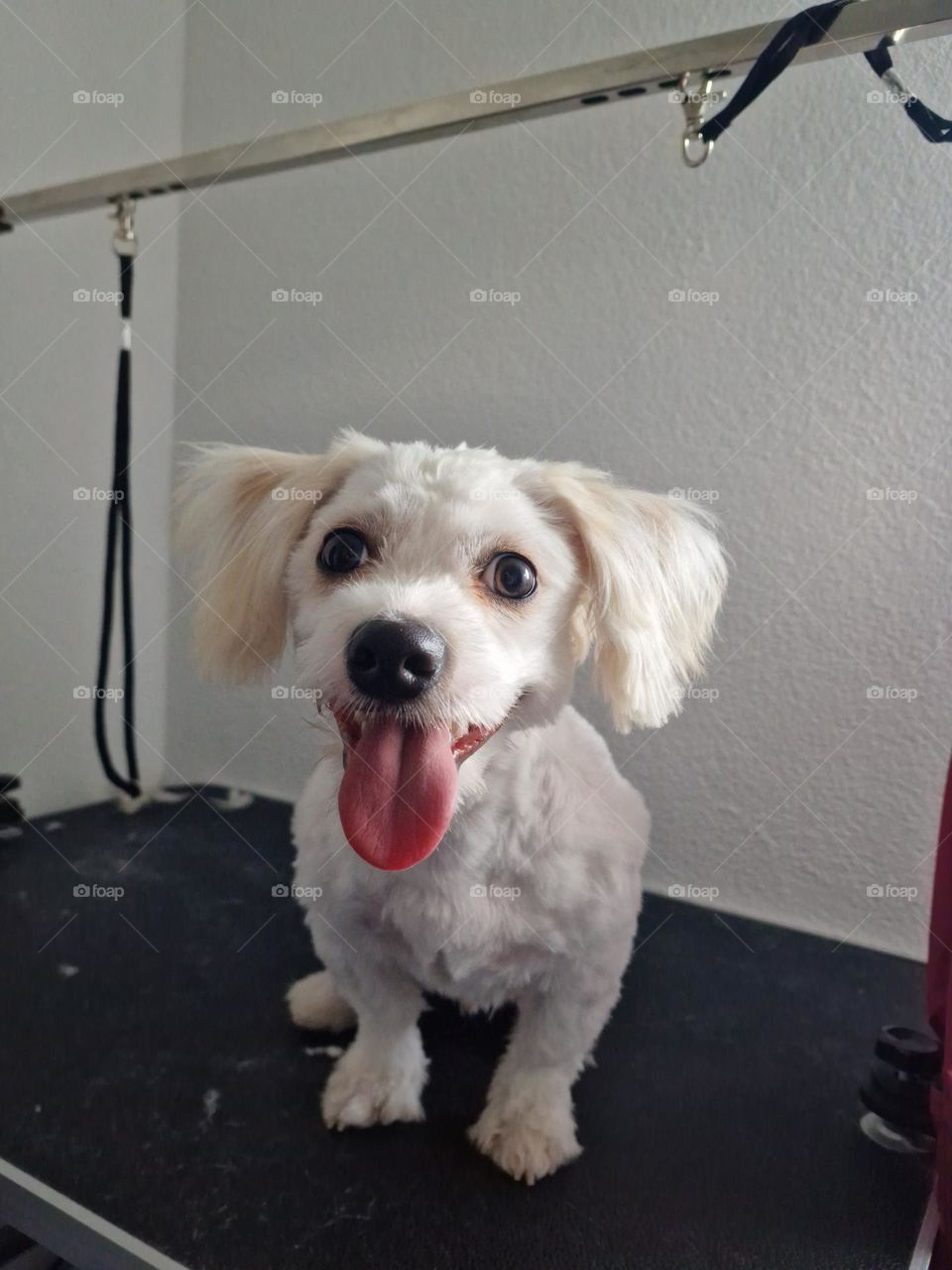 white bichon at canine hairstyle