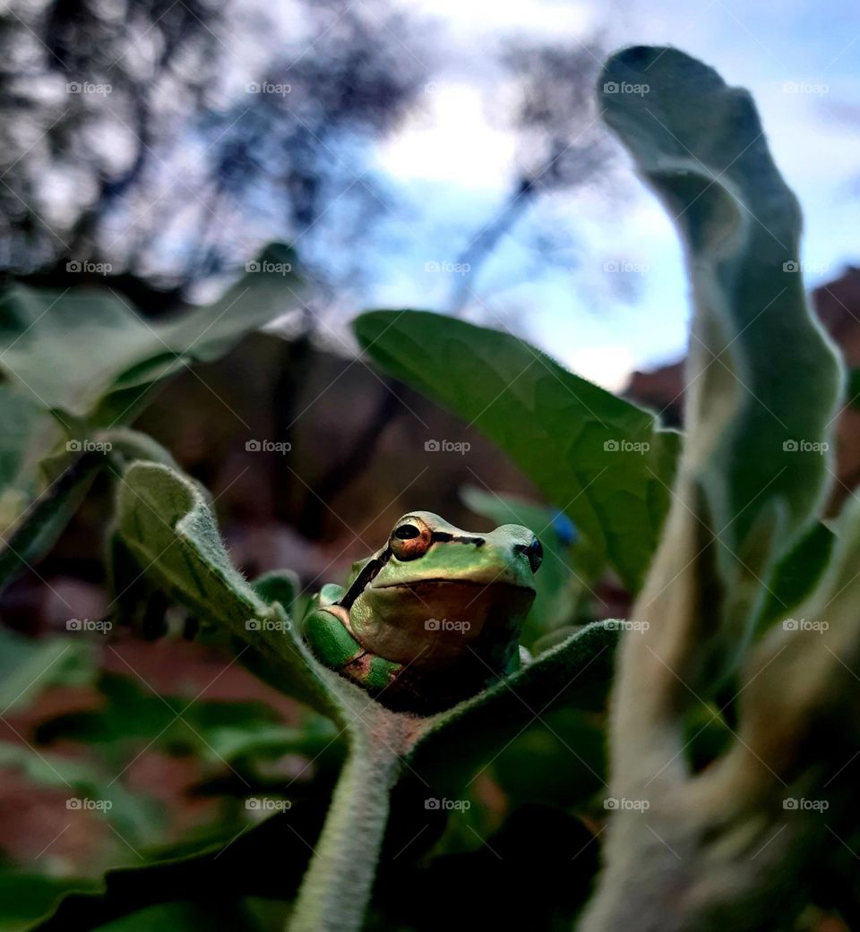 March 22, 2024
A small, vibrant frog sits on a moss-covered rock, its smooth, green skin glistening in the soft light of the evening. Its large, round eyes reflect the surrounding greenery, capturing a sense of curiosity.