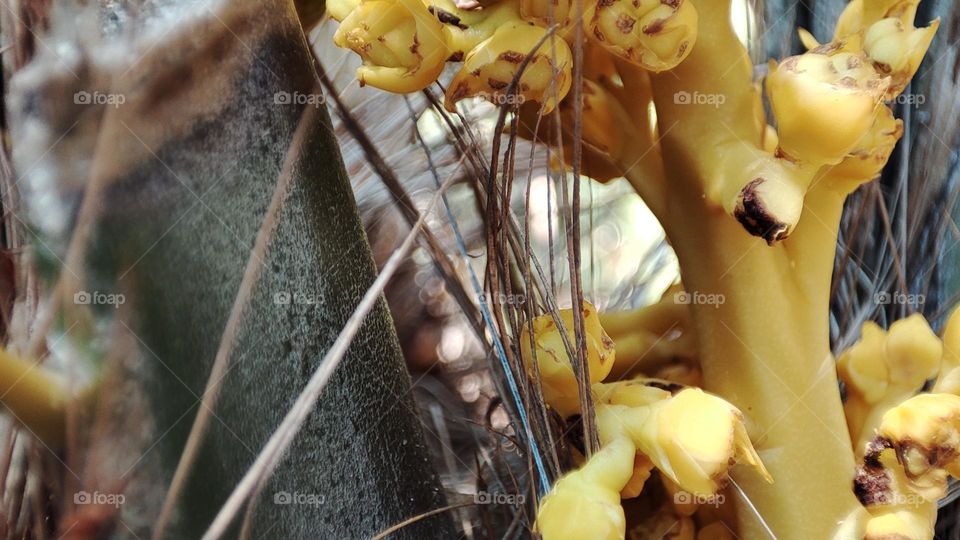 Conopholis americana