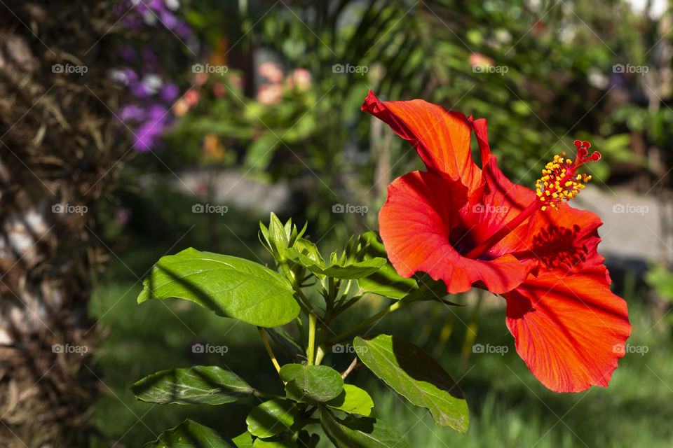 Red flower.