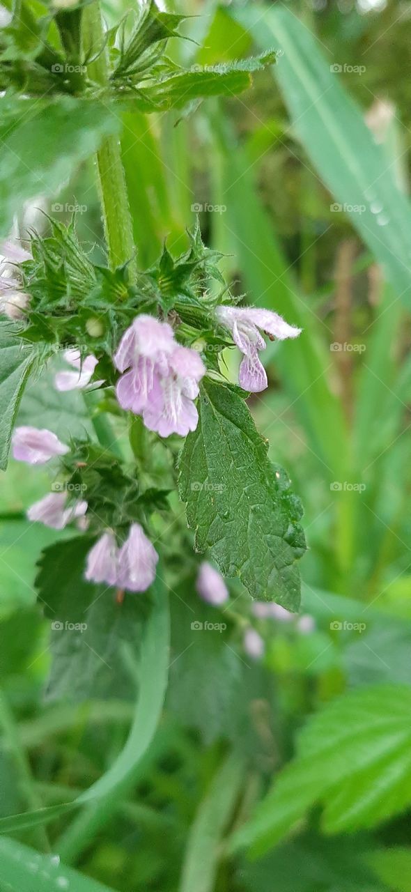 nettle flower in rain