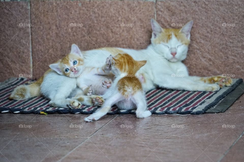 mom cat and kids