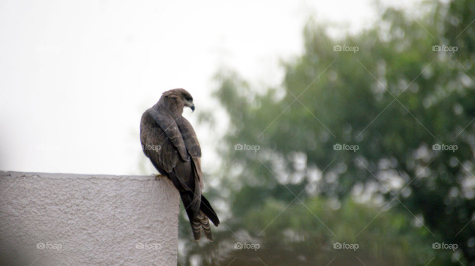 Eagles - alone -  majestic - beautiful - prominent.