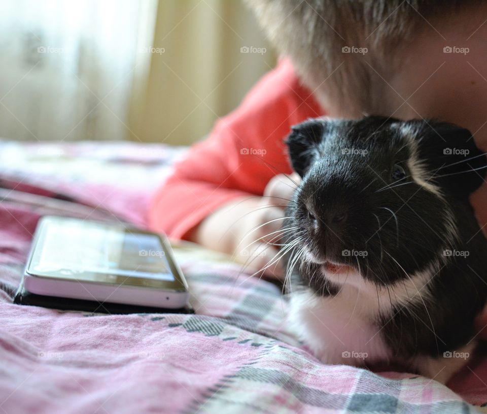 guinea pig and child boy funny portrait home