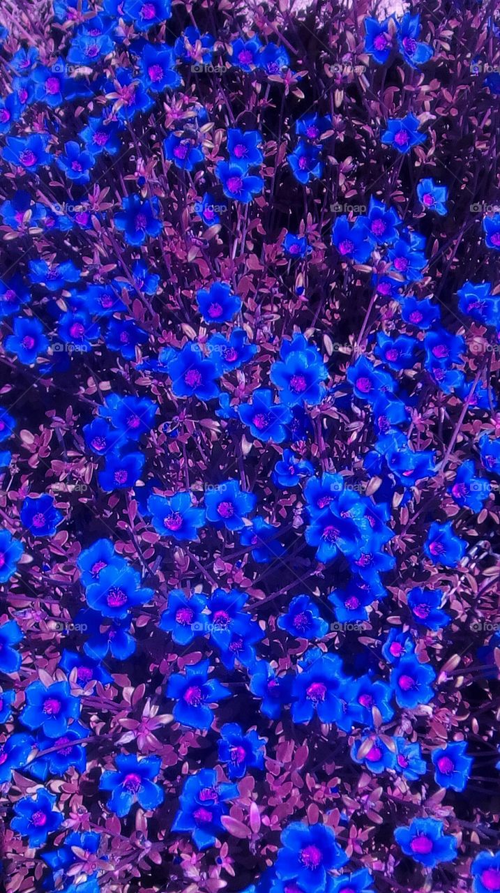 Blooming blue small flowers on purple
ground that can be a beautiful wallpaper,
gorgeous canvas or a beautiful desing