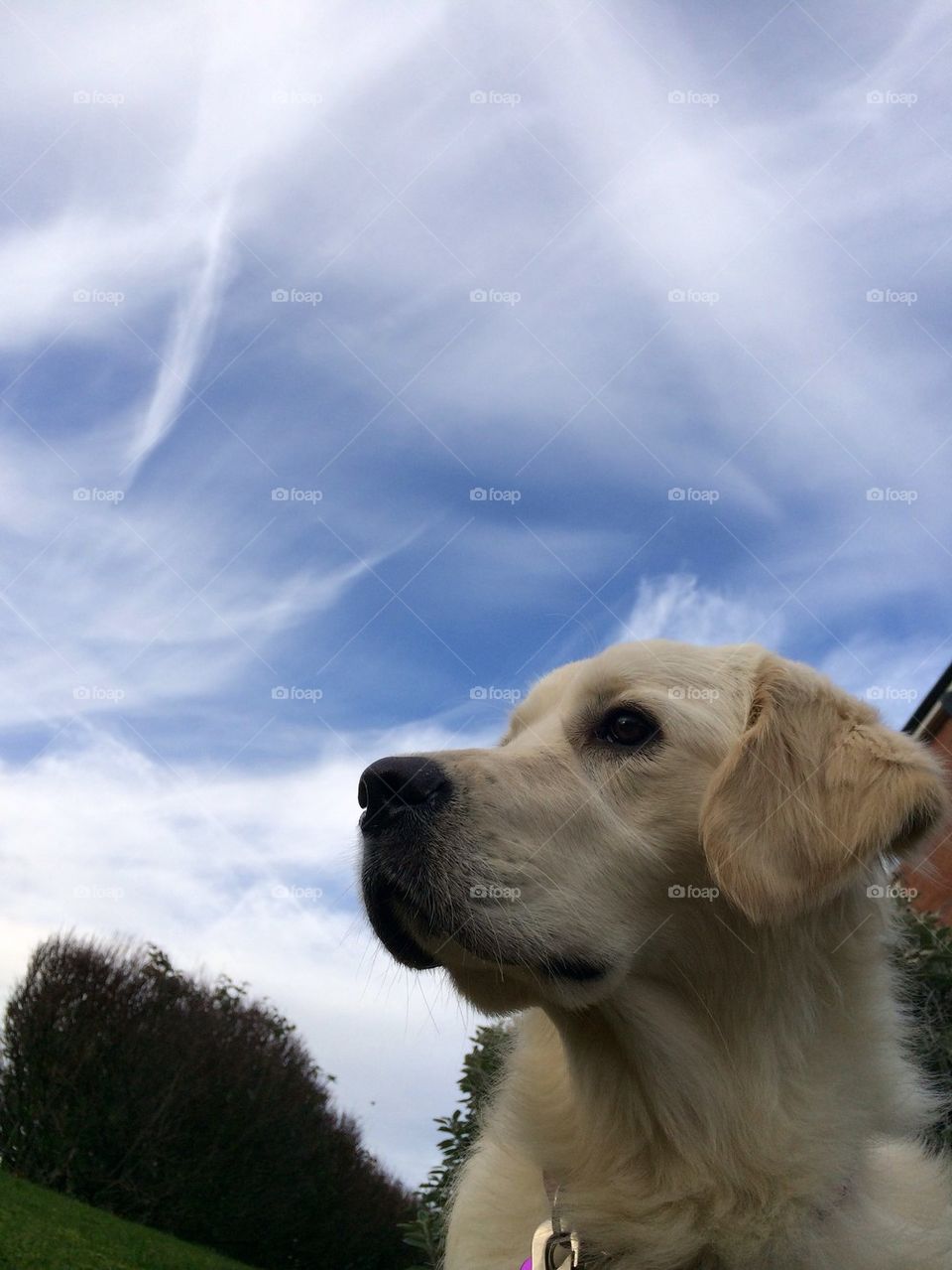 Zoe - Golden Retriever