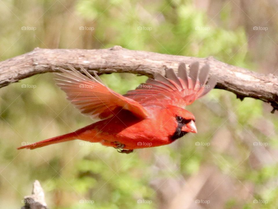  Other. Cardinal in flight