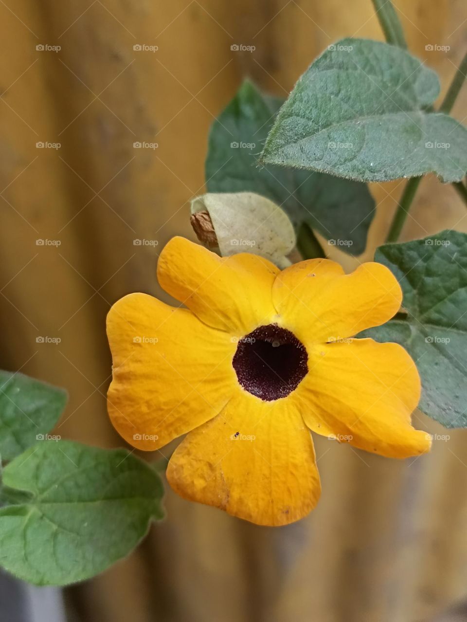 beautiful yellow flowers with big dark black spots from the center are many in numbers.