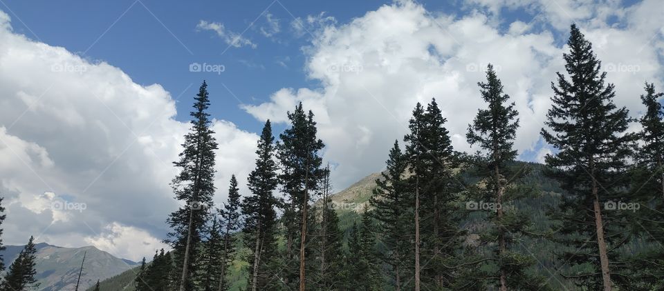 Tall pine trees between Silverton and Durango