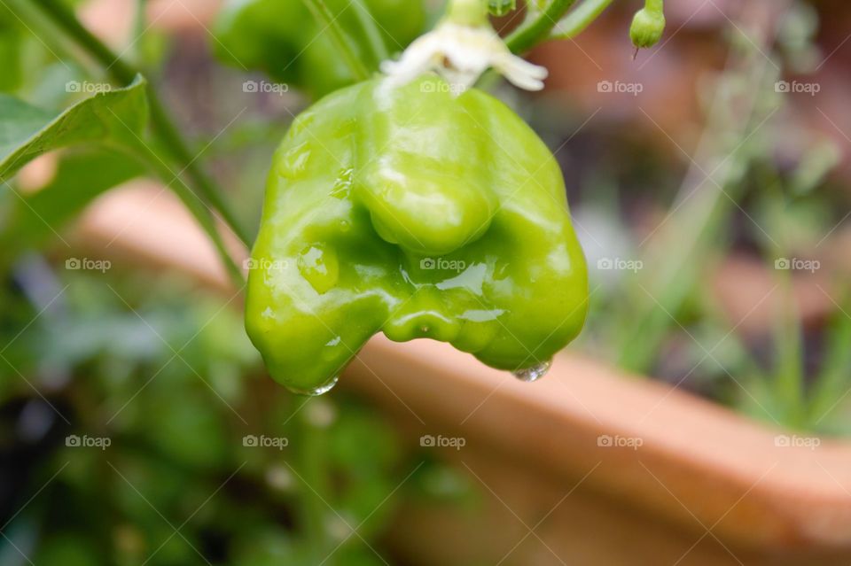A scrumptious green Bell's Pepper glistening with raindrops after a recent much needed rain downpour.