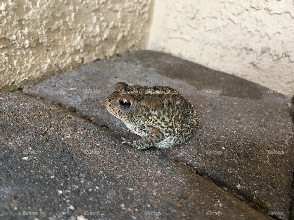 Toad