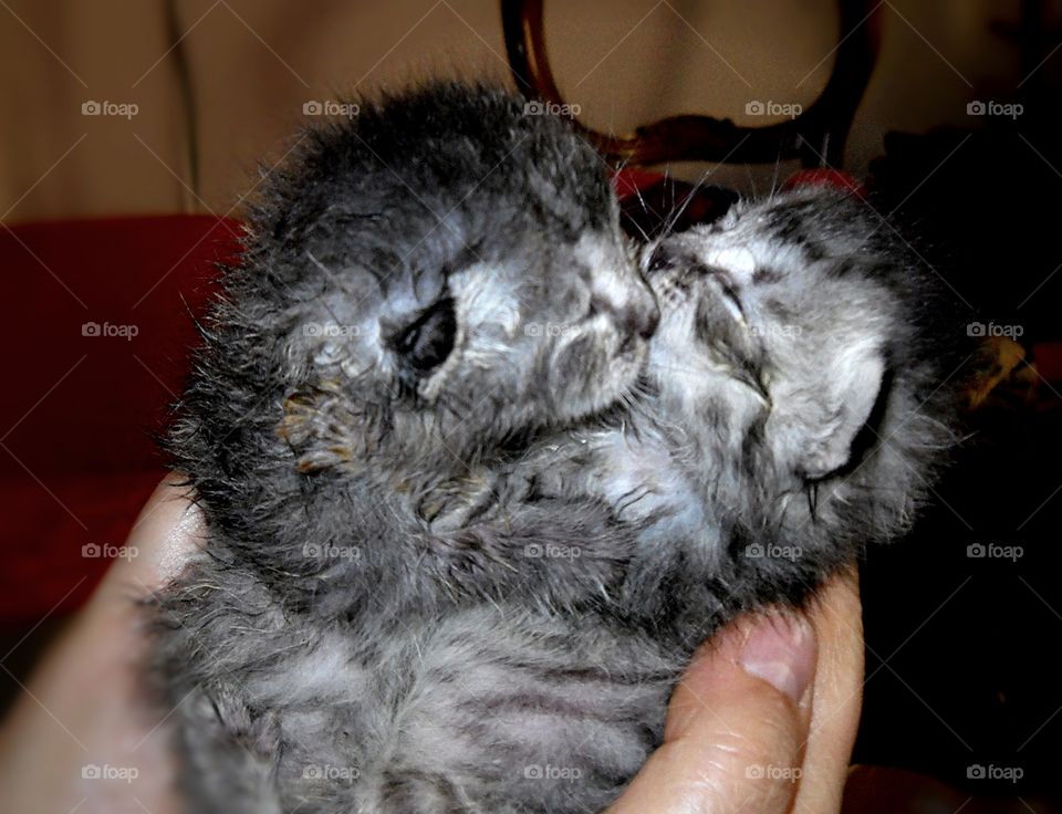 baby twins cat huging