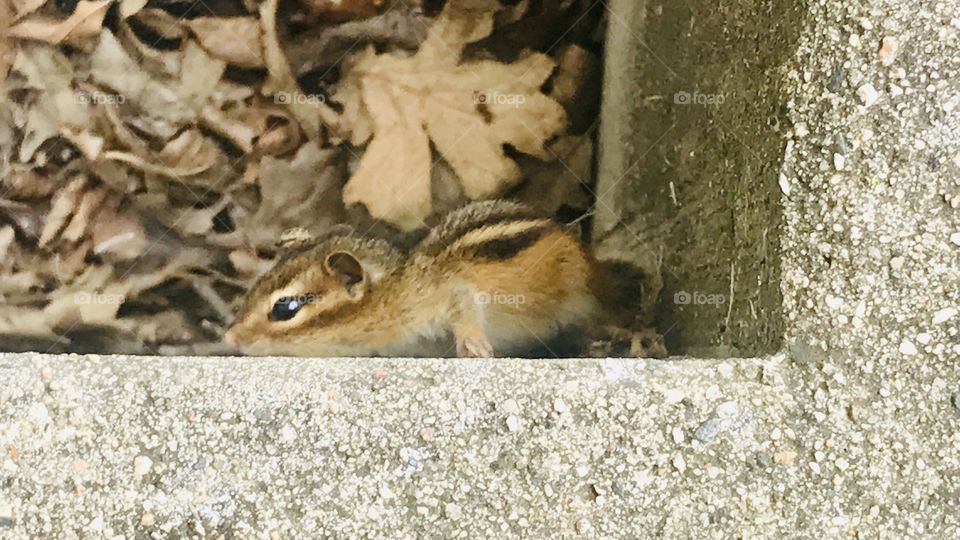 Darling little baby chipmunk playing by climbing walls and playing in windowsill! 