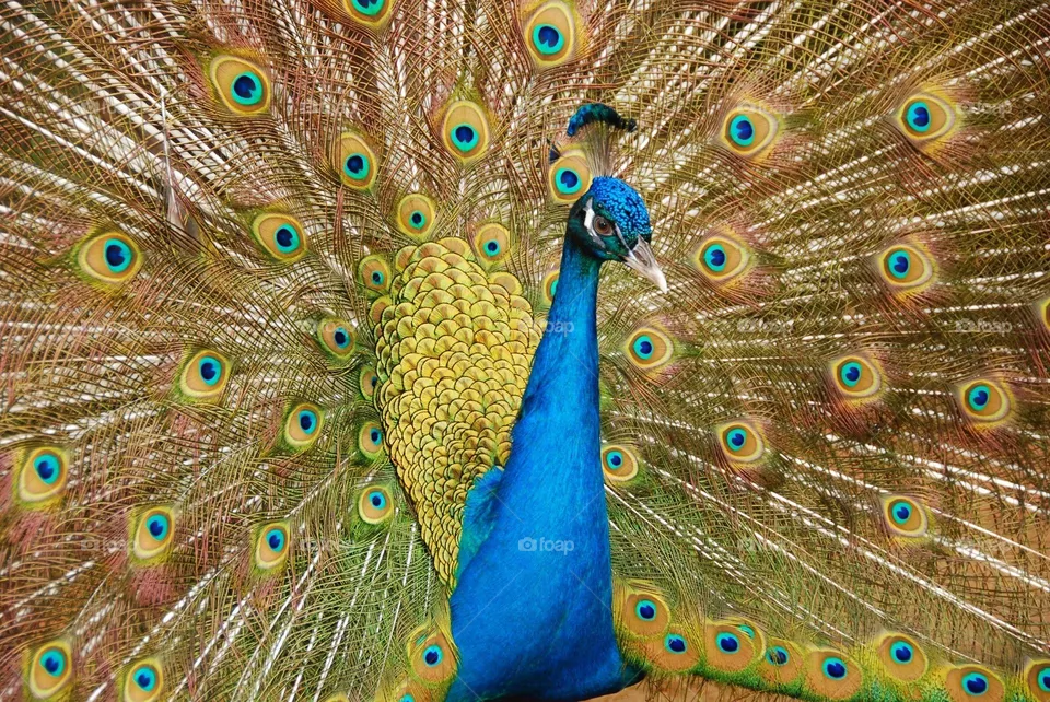 Peacock
