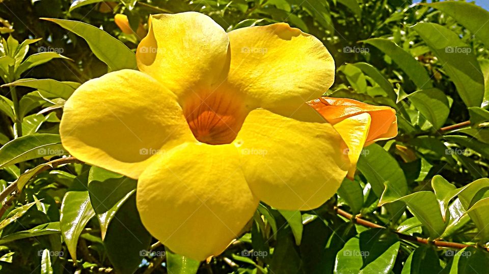 PFLANZEN UMWELT ÖKOLOGIE BLÄTTER ÄSTE BLUME