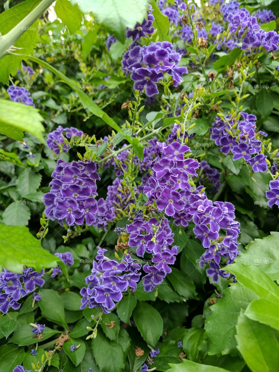 beautiful duranta erecta flowers