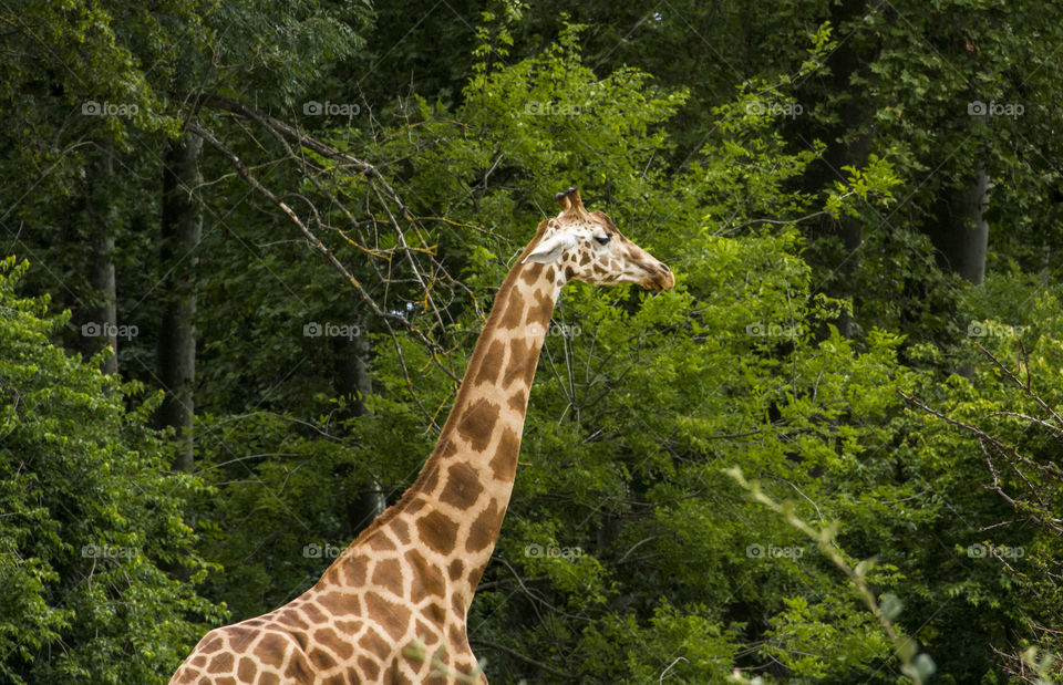 Giraffes are outside in the summer in Lyon's zoo. 