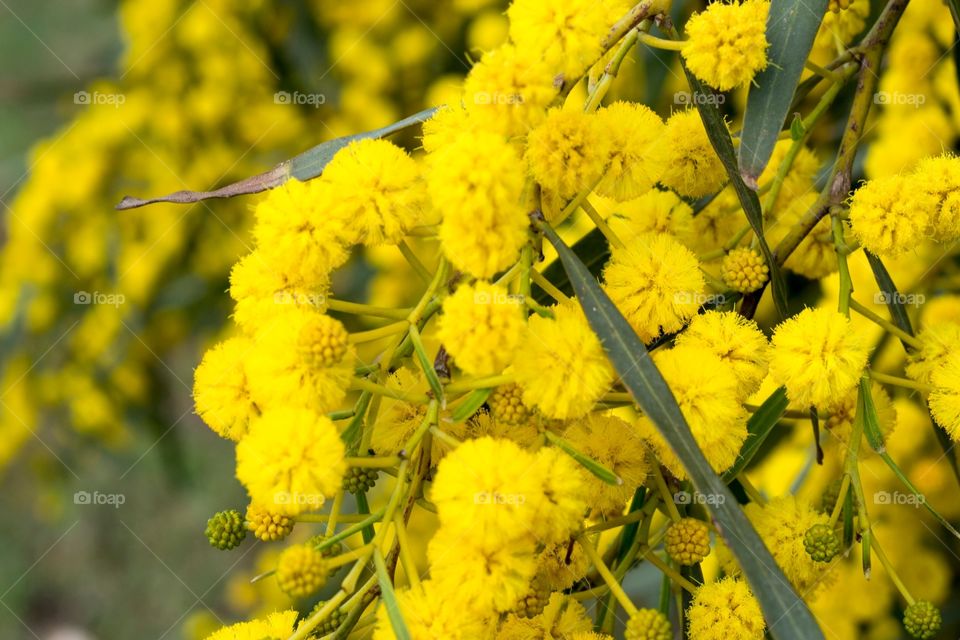 Close up of blooming menorcan willow tree 