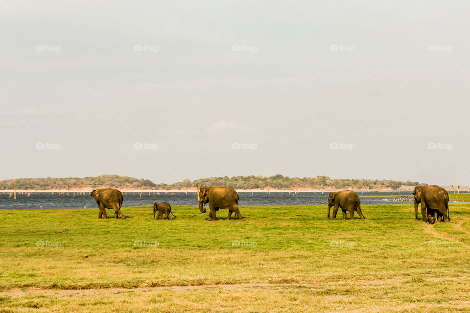 Elephants walk for bathing