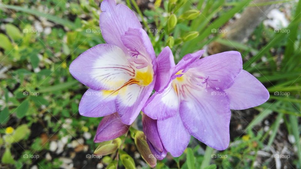 fiori viola